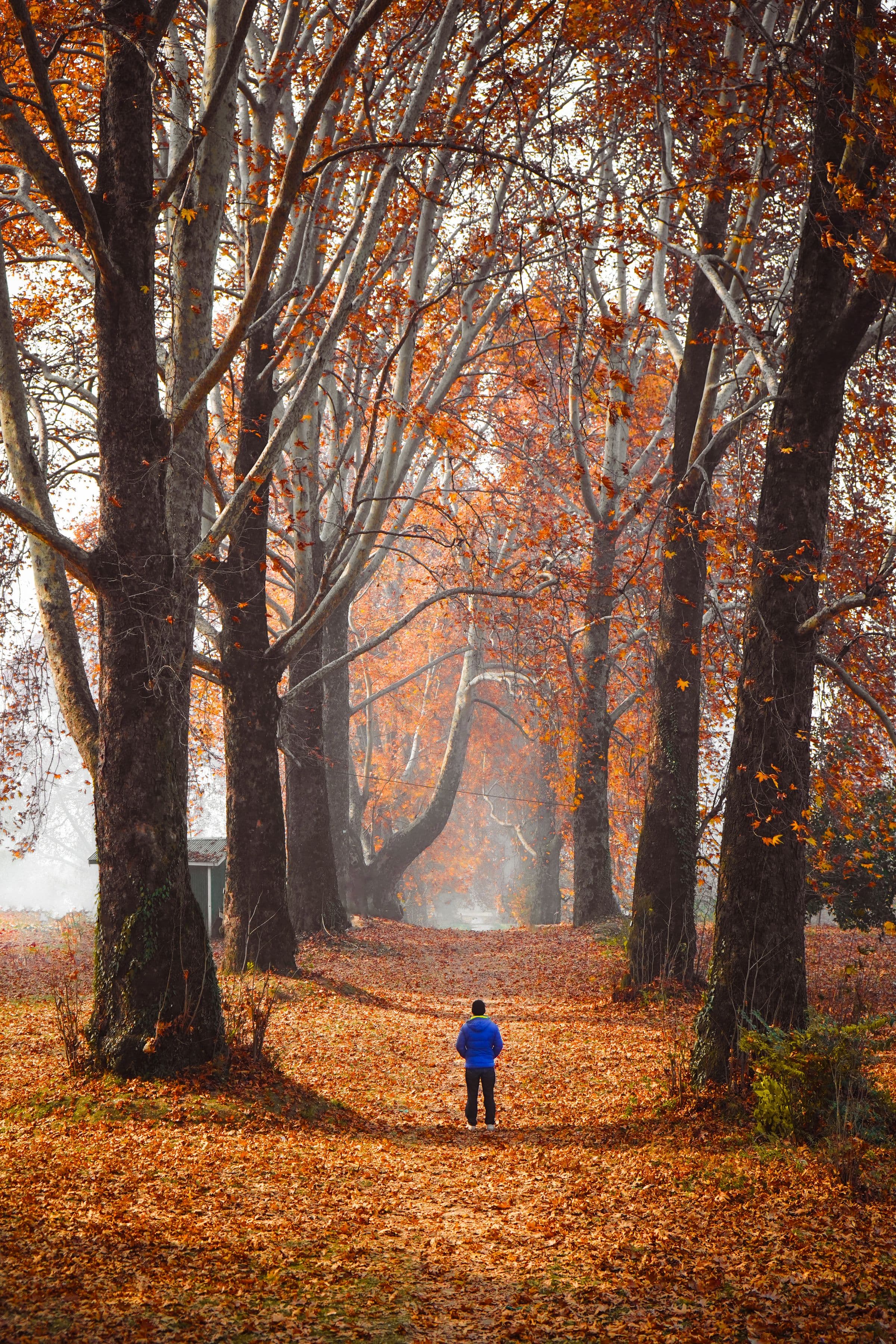 Autumn Path