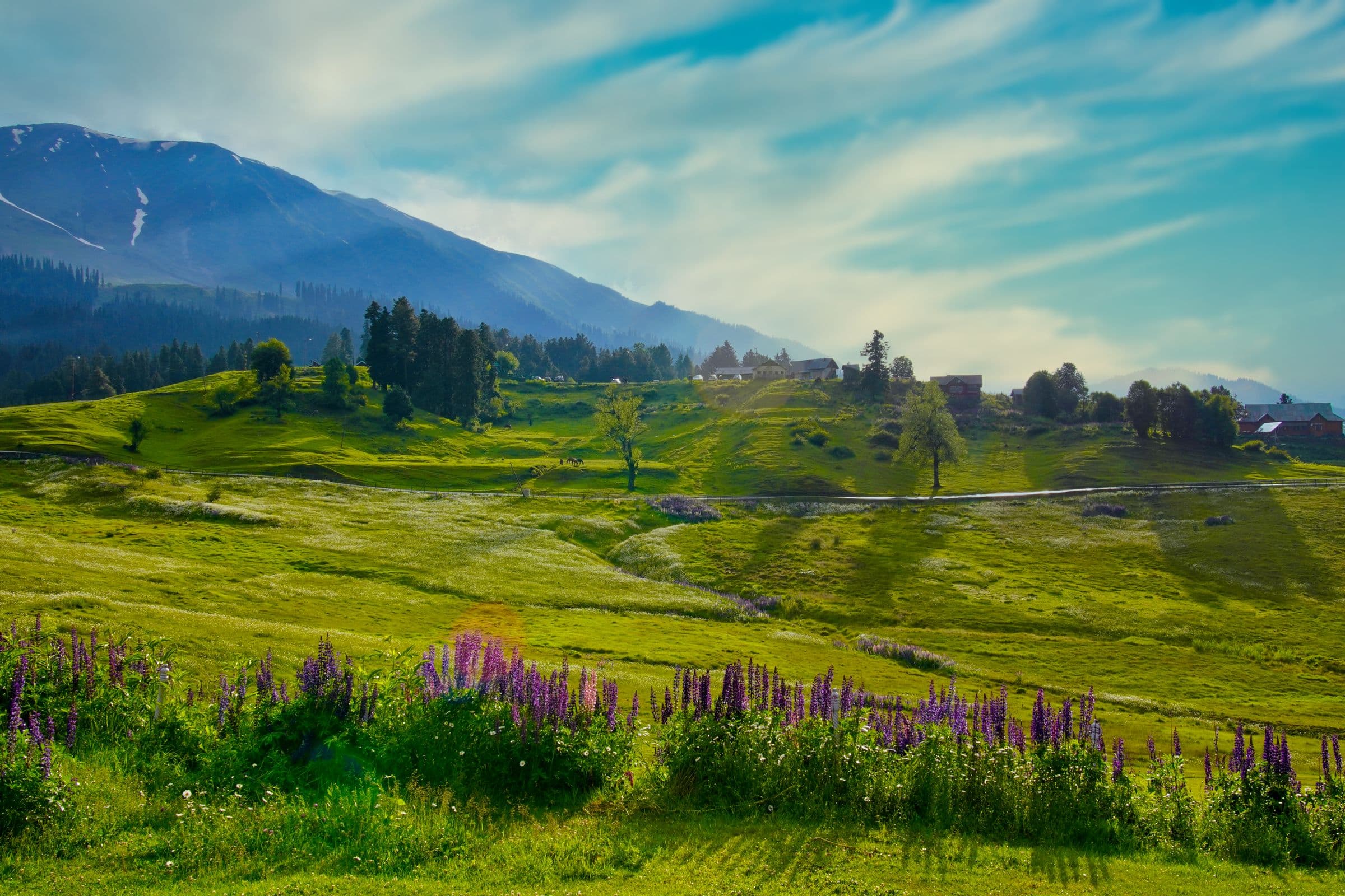 Gulmarg Green Meadow