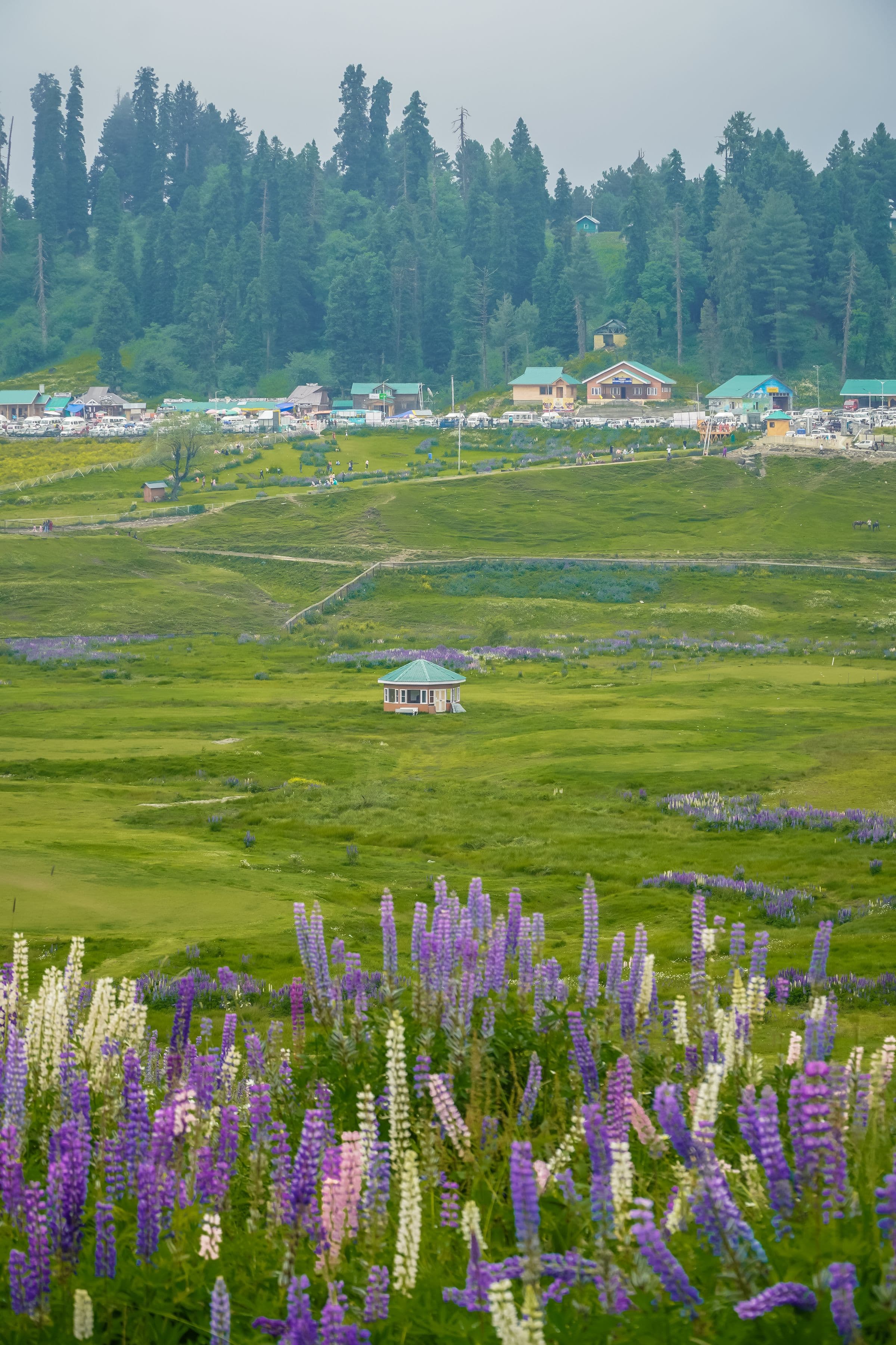 Gulmarg Lupine Meadow