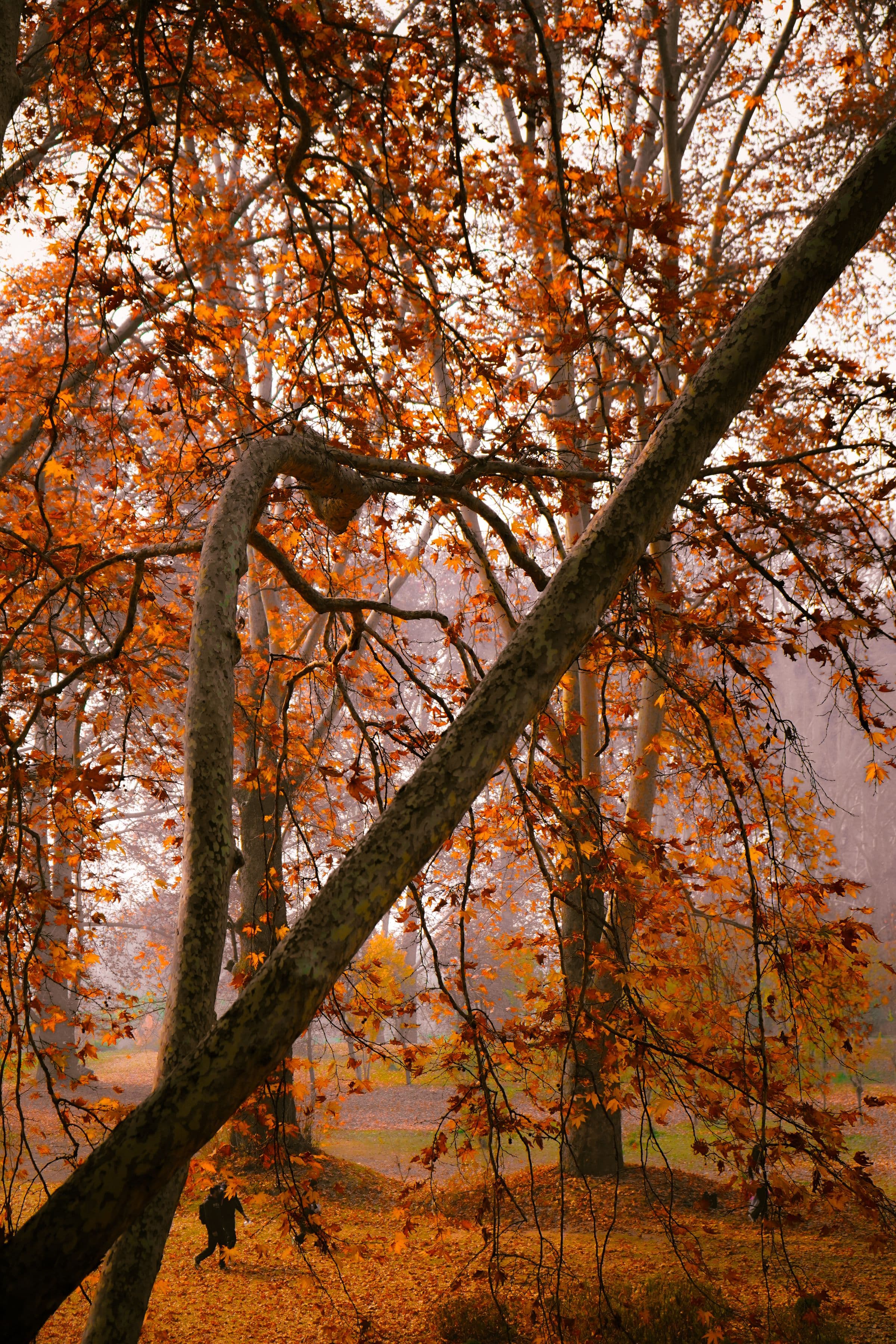 Autumn Park