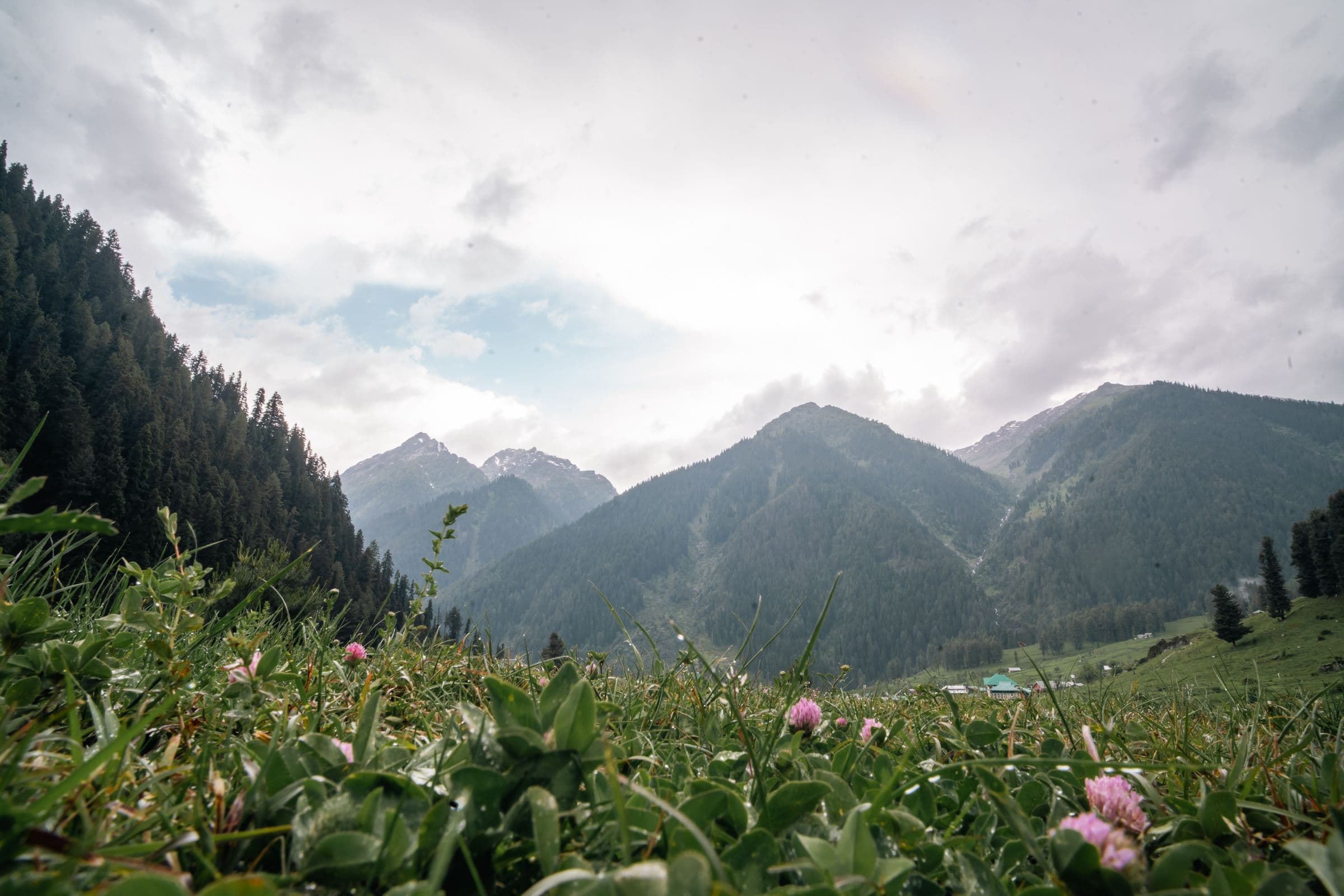 Wildflower Meadow Peaks